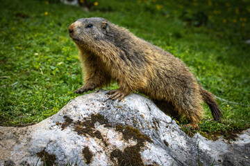 groundhog, marmot, mammal, austian alps, ramsau, austria
