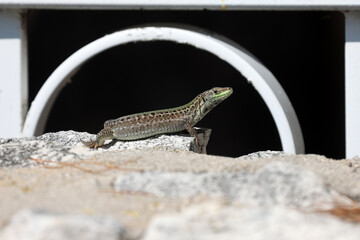 Closeup shot of a green lizard sitting on a rock
