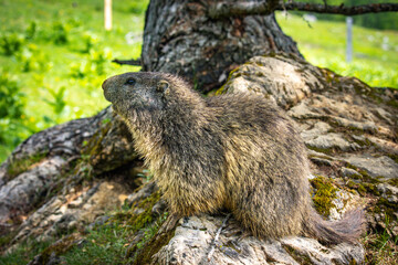 groundhog, marmot, mammal, austian alps, ramsau, austria