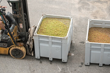 A forklift operator moving bins of grapes for processing into wine © Don Masten II