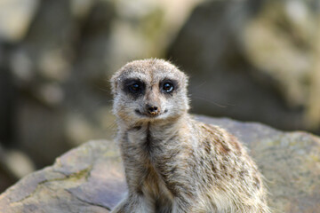 Meerkat staring while on guard