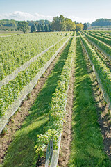 Fototapeta na wymiar Rows of grapevines in a vineyard in Michigan