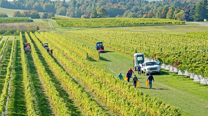 Workers harvesting grapes in a vineyard in Michigan - obrazy, fototapety, plakaty