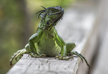 Close up shot of a beautiful green lizard sitting on a wall with a blurry background