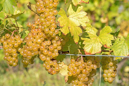 White grapes ready for harvest at a vineyard in Michigan