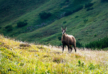 surprised rupicapra on spring mountain meadow