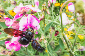 Violet carpenter bee, Xylocopa violacea