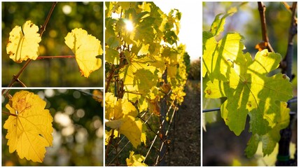 Herbst-Collage: Sonnenschein im Weinberg