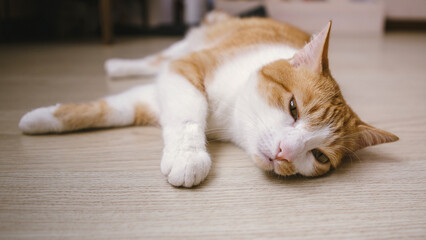 Cat lying on an floor. Selective focus photography.