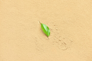 Natural hojicha powder with green leaf as background