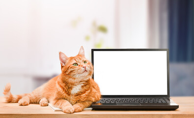 ginger cat and laptop on table on blurred background of room, concept of work at home