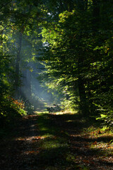 Obraz premium Waldweg im Herbst