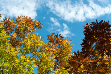 autumn oak leaves against blue sky