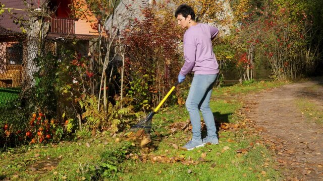 Woman collect autumn yellow dry leaves with a rake, work in the garden. Autumn garden work