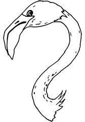hand drawn flamingo image in doodle style