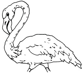 hand drawn flamingo image in doodle style