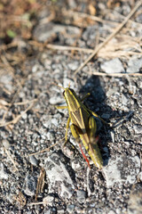 grasshopper on the ground