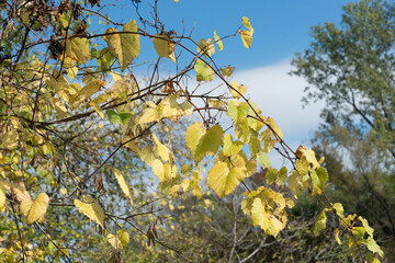 wild vines at autumn