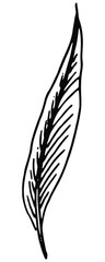 hand drawn feather image in doodle style