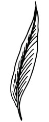 Obraz premium hand drawn feather image in doodle style