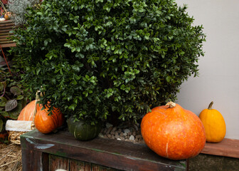 Fototapeta na wymiar Pumpkins and autumn leaves, symbol of Autumn harvest, Thanksgiving, Mabon sabbat and Halloween holiday. fall seasonal natural background