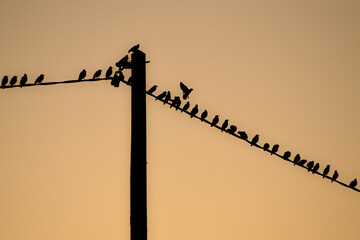 birds on wires
