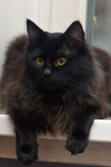 black fluffy siberian cat with orange eyes