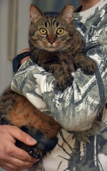 brown elderly cat in hands