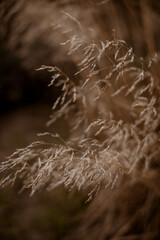 Autumn dry seasonal beige plants in the park. Dry reeds boho style.