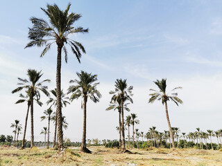 Fototapeta na wymiar palm trees in a valey