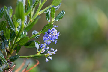 Purple flowers in front of a bokeh background