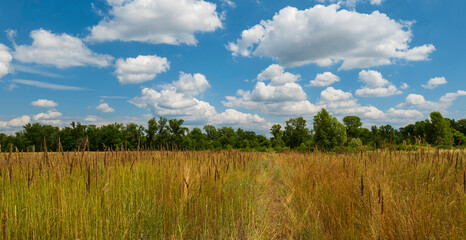 A dry field in the distance you can see a green forest and a beautiful blue field with white clouds. Beautiful summer landscape