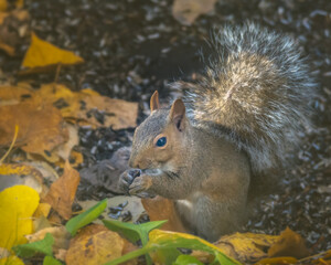 Grey Squirrel eating seeds