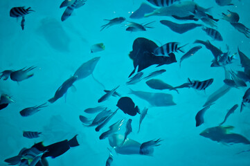 fish in the sea