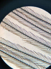 photo of bird feather under microscope