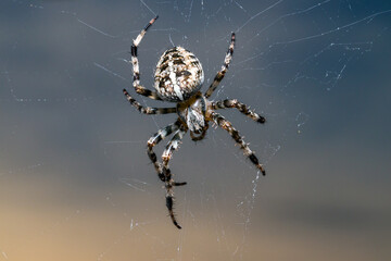spider close-up on the background of the sky