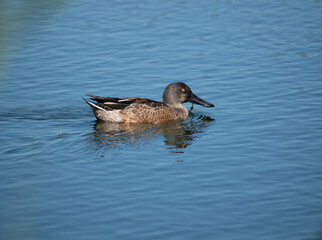 a northern shoveler swimming over a calm lake