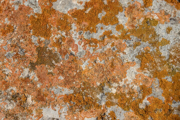 Moss of different colors on the stone. Natural background. Orange growth.
