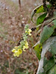 Gelbe Blüten an länglicher Pflanzen im Park