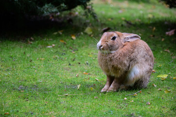 A large hare or rabbit is sitting on the green grass
