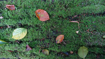 Herbstbl&auml;tter, liegend auf einem mit Moos bedecktem Baumstamm