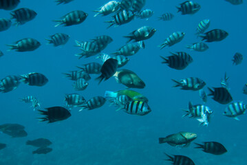 fish in the aquarium