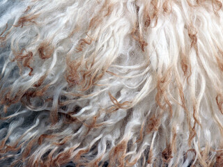 White brown soft natural sheep wool texture background