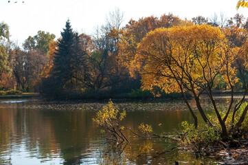 Different trees with autumn leaves on the shore of a city lake with reflection and flying birds