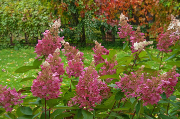 Beautiful colorful pink hydrangea flowers close-up in the garden against the background of bright autumn leaves of wild grapes