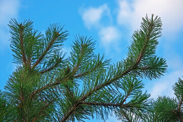 Fototapeta na wymiar Colorful green spruce branches against a blue sky with white clouds close up