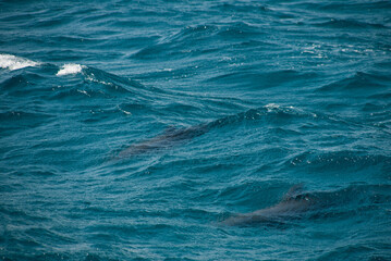 Fototapeta premium waves of the sea