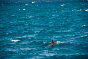 dolphin in the sea