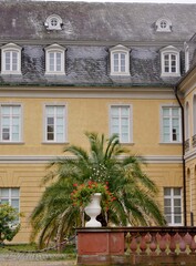 Palme im Innenhof des Karlsruher Schlosses