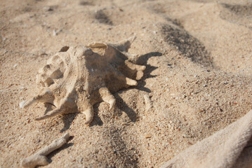 crab on the sand